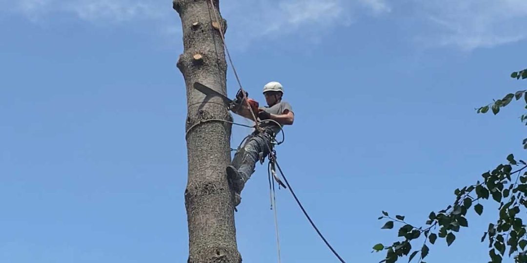 Does Cutting Down Trees Increase Property Value - Explained