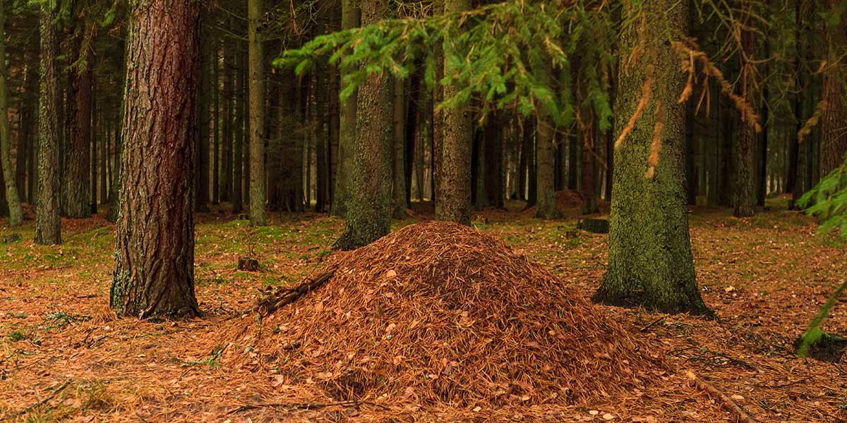 should i mulch around mature trees should i mulch around mature trees